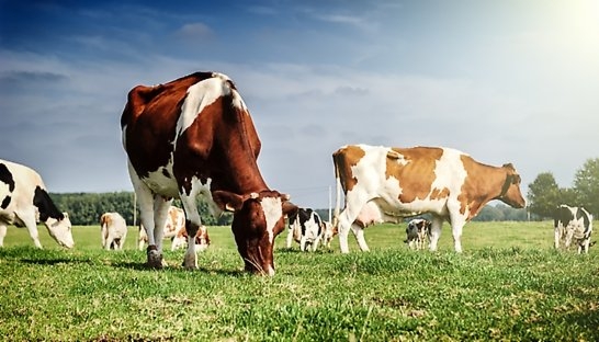 Roland Berger: Dutch dairy industry has good prognosis